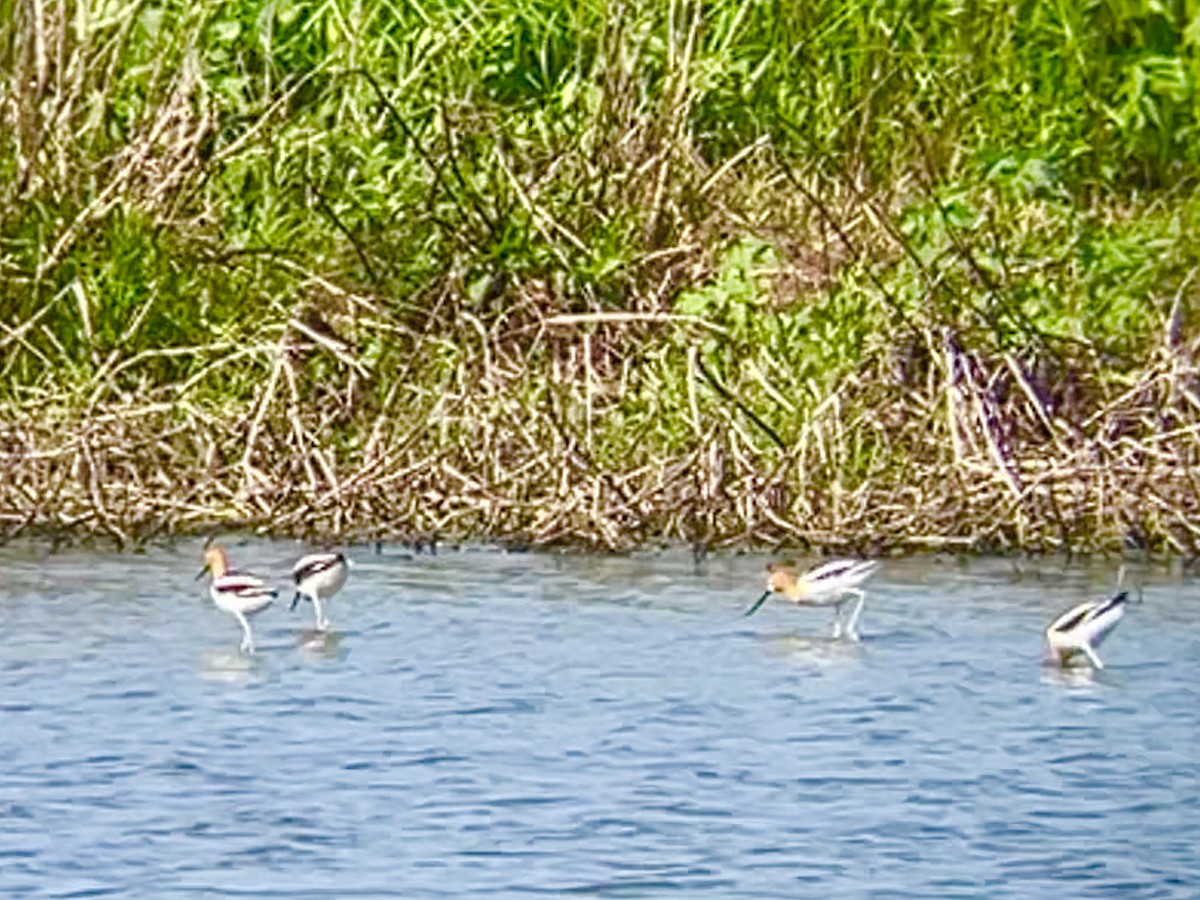 American Avocet - Joseph Bieksza