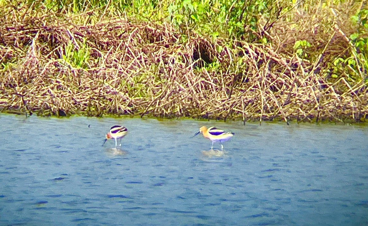 American Avocet - Joseph Bieksza