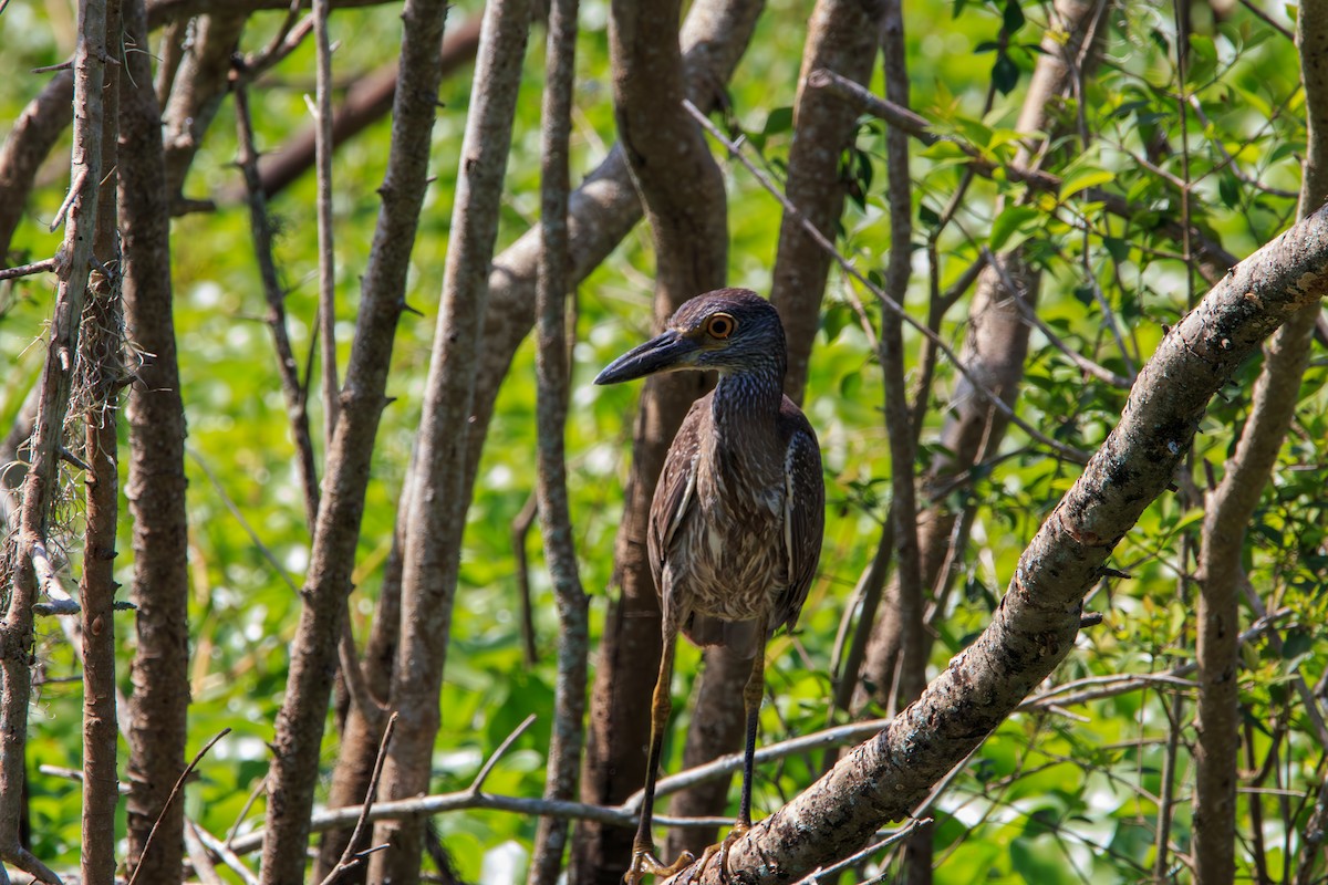 Yellow-crowned Night Heron - ML619625333