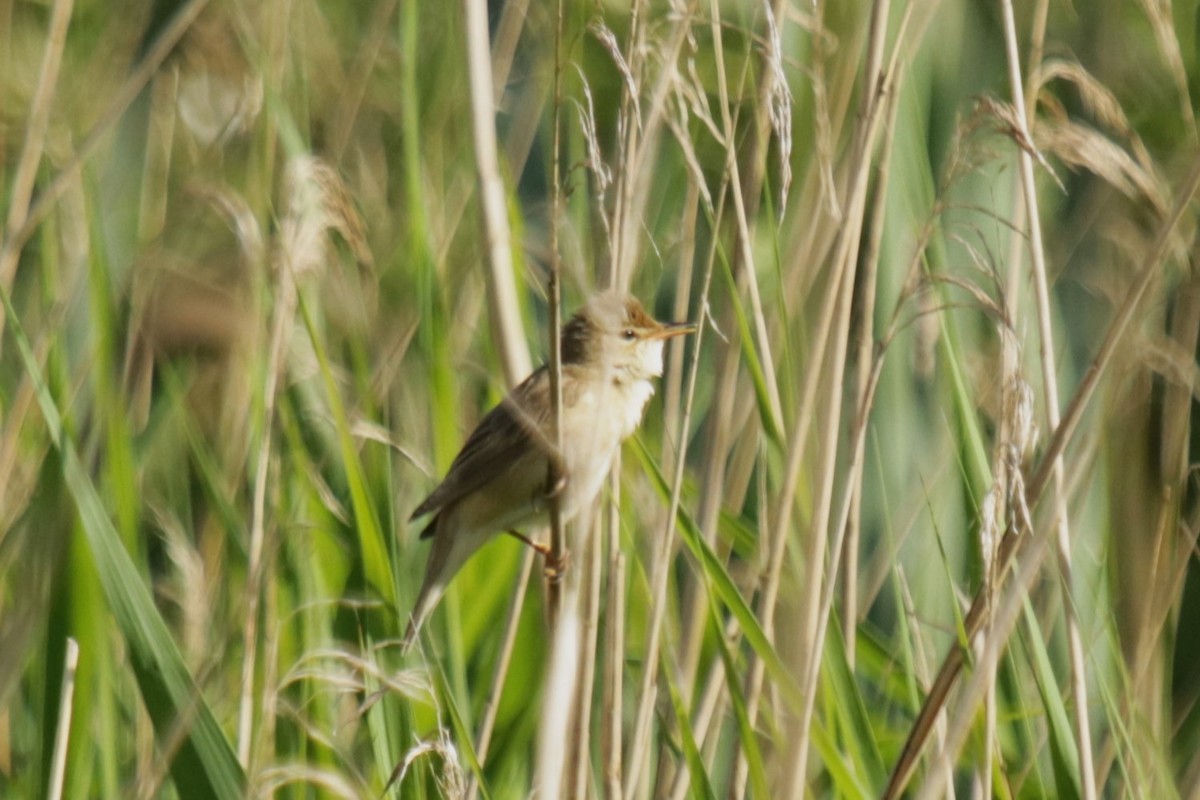 Marsh Warbler - Jan Roedolf