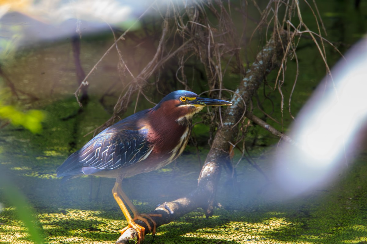 Green Heron - ML619625341