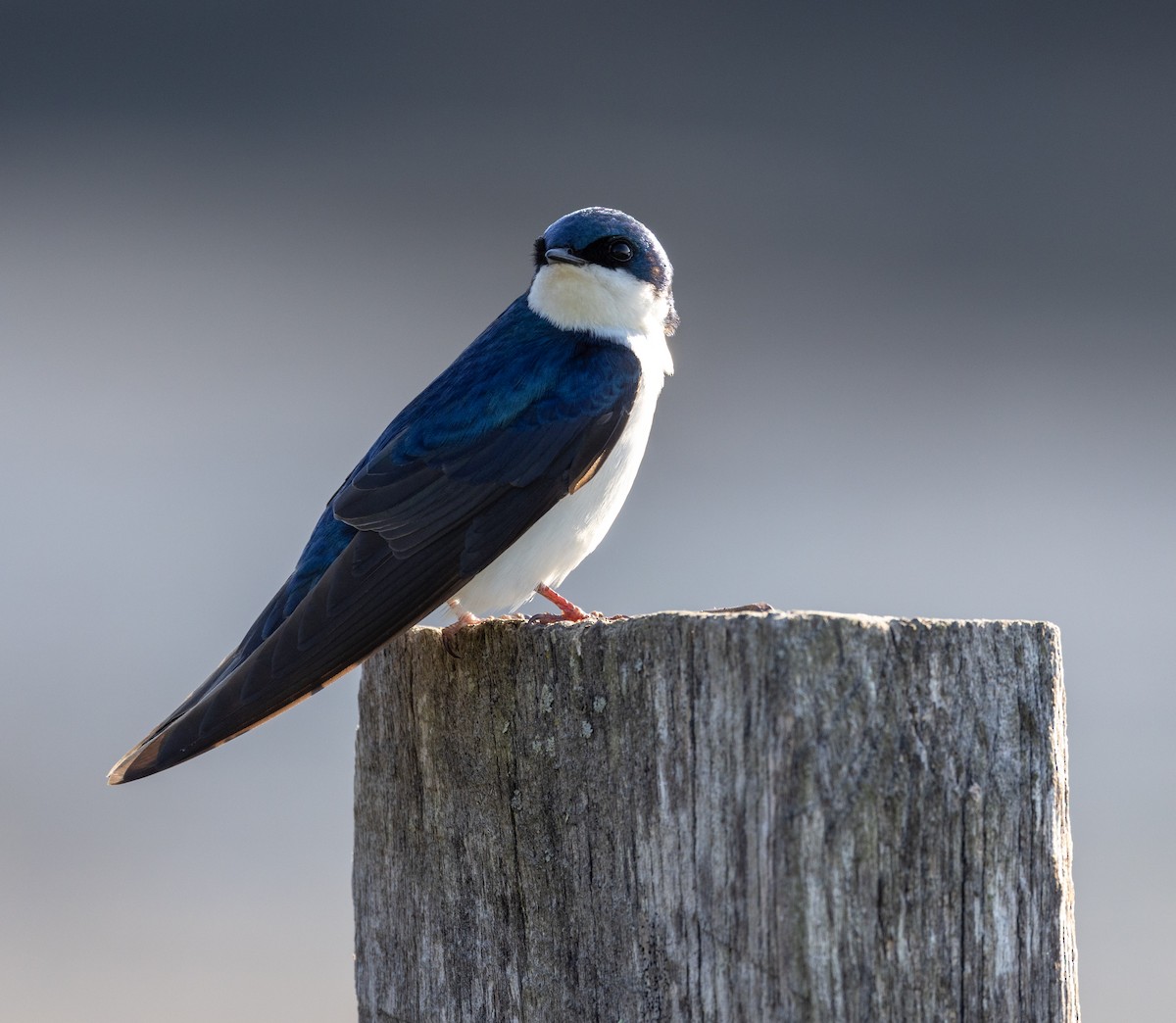 Tree Swallow - ML619625344