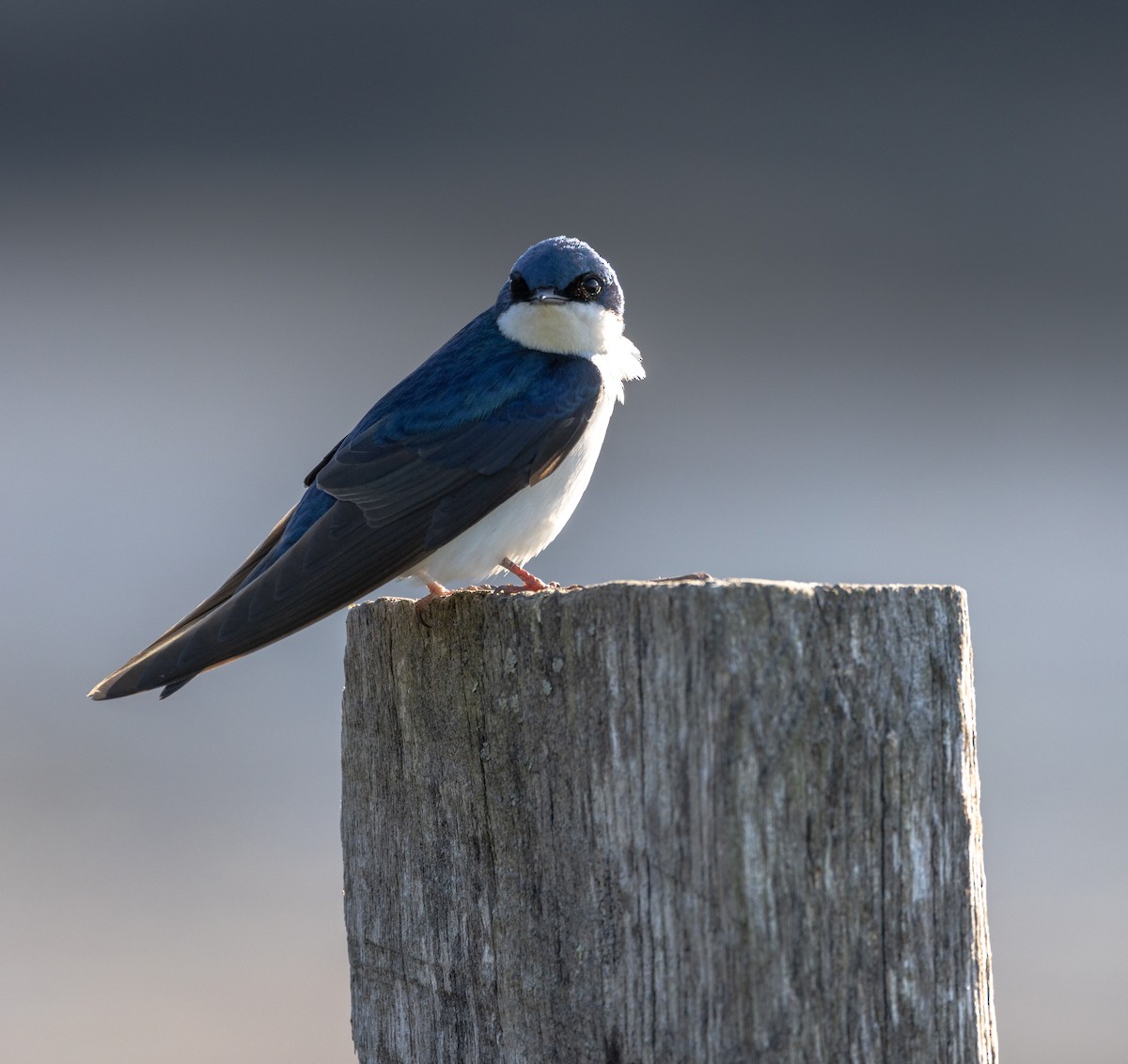 Tree Swallow - Greg Harrington