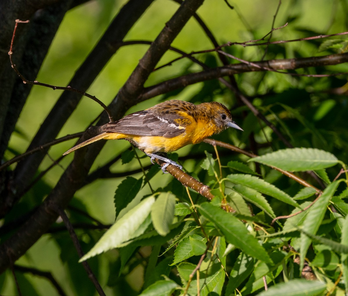 Baltimore Oriole - ML619625348