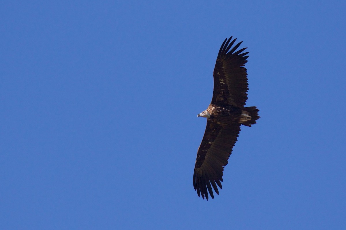 Cinereous Vulture - ML619625352