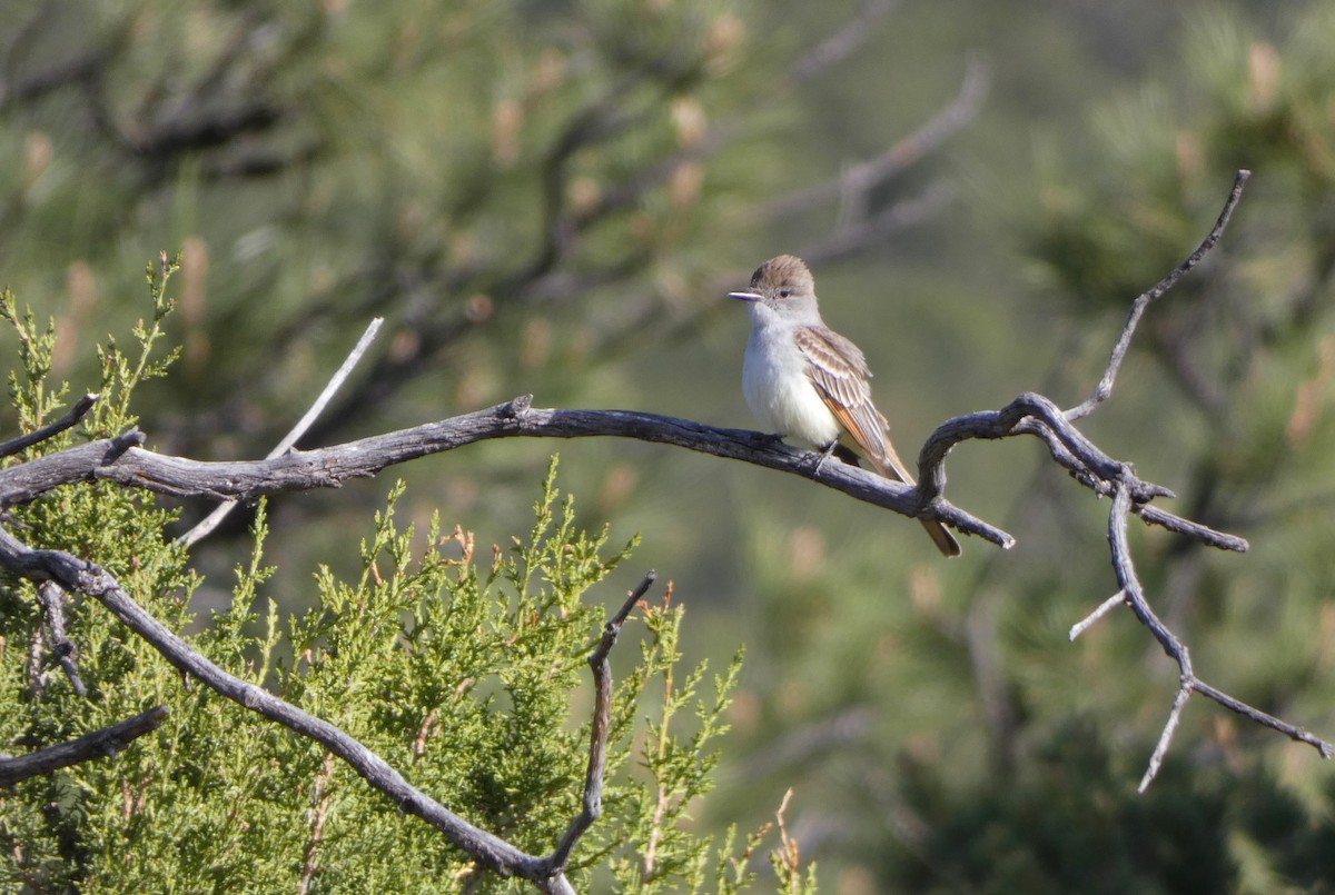 Ash-throated Flycatcher - Jonathan Bookman