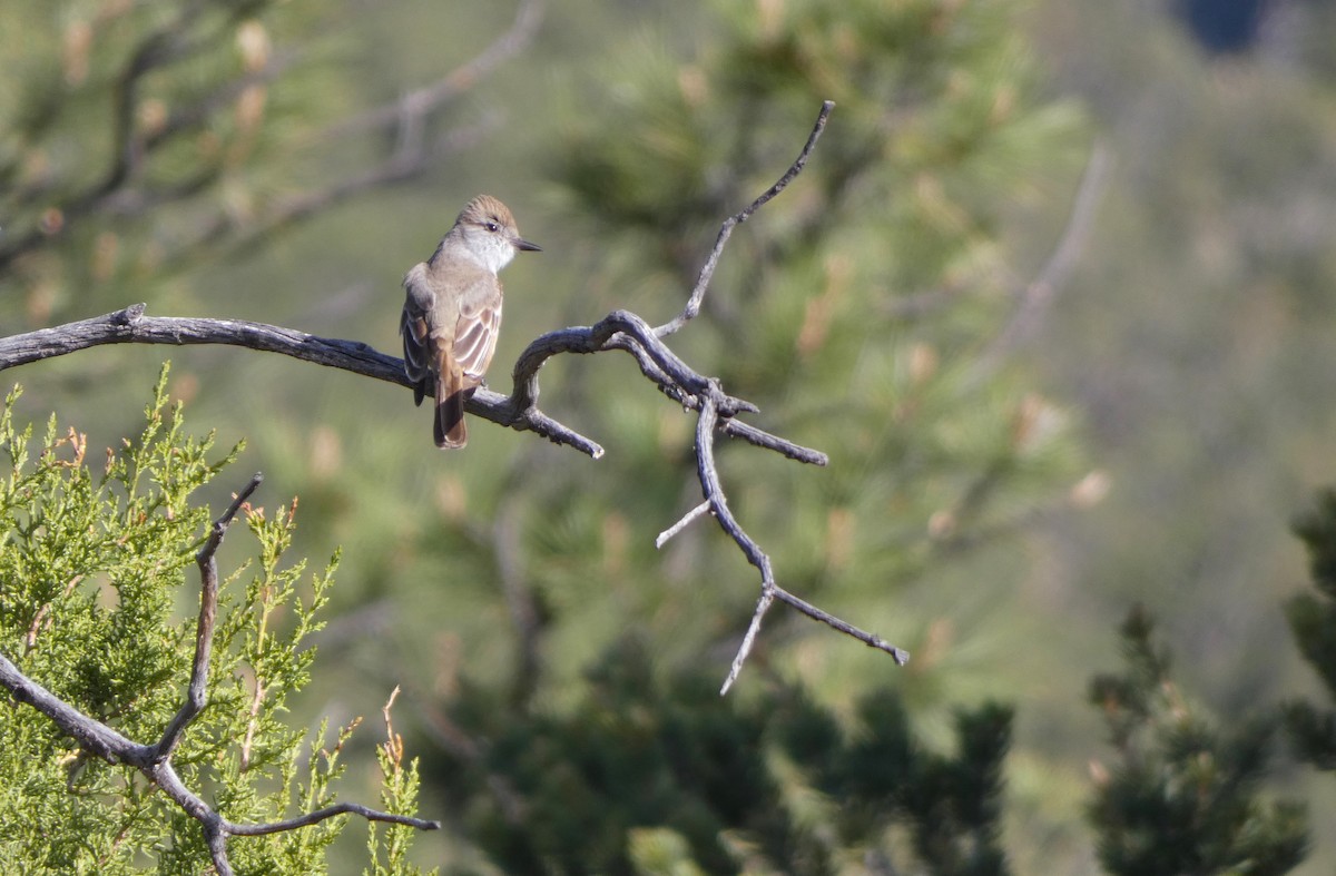 Ash-throated Flycatcher - Jonathan Bookman