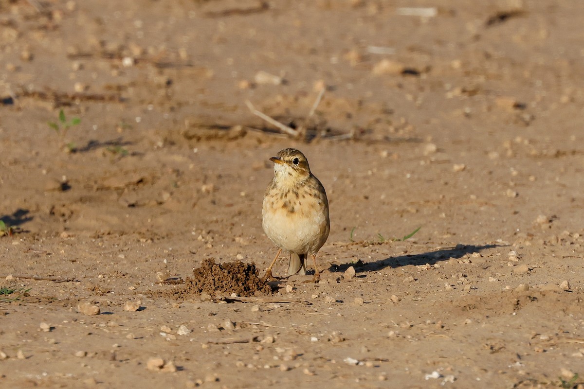 African Pipit - Tommy Pedersen