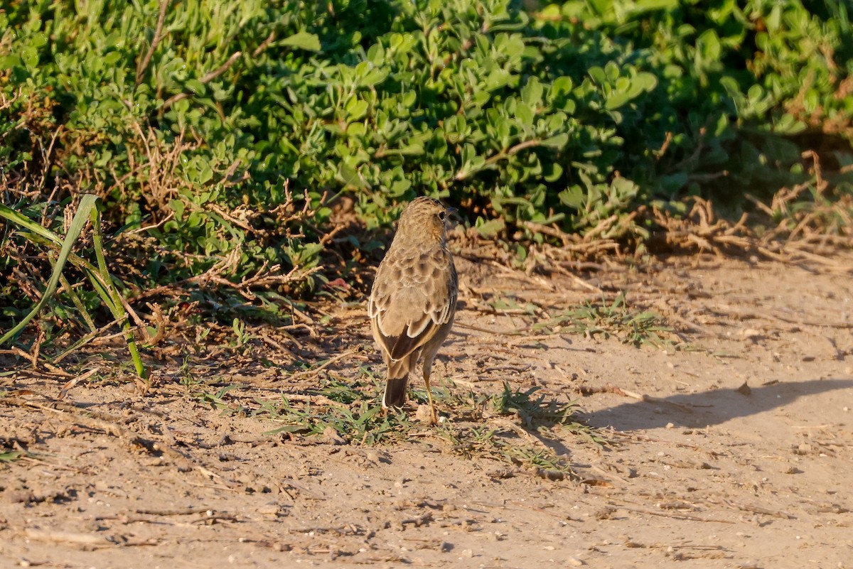 African Pipit - Tommy Pedersen