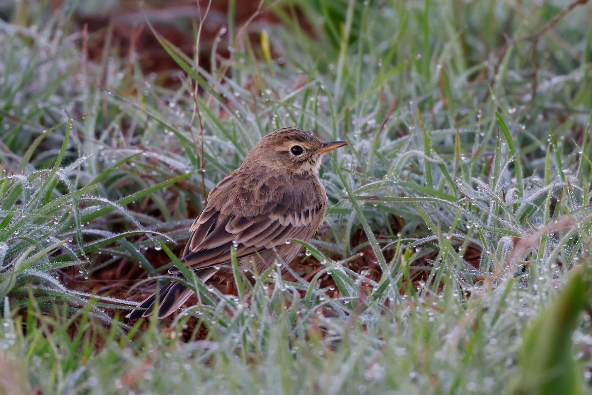 African Pipit - ML619625361