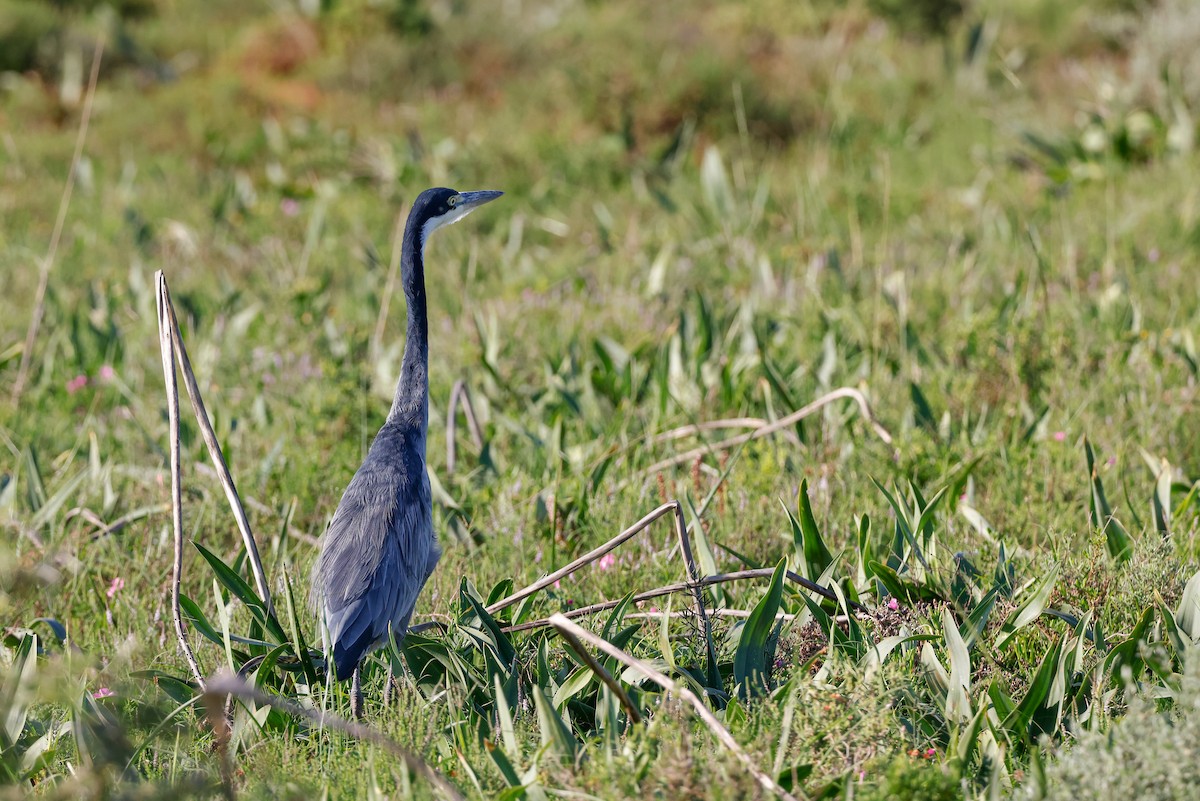 Black-headed Heron - Tommy Pedersen