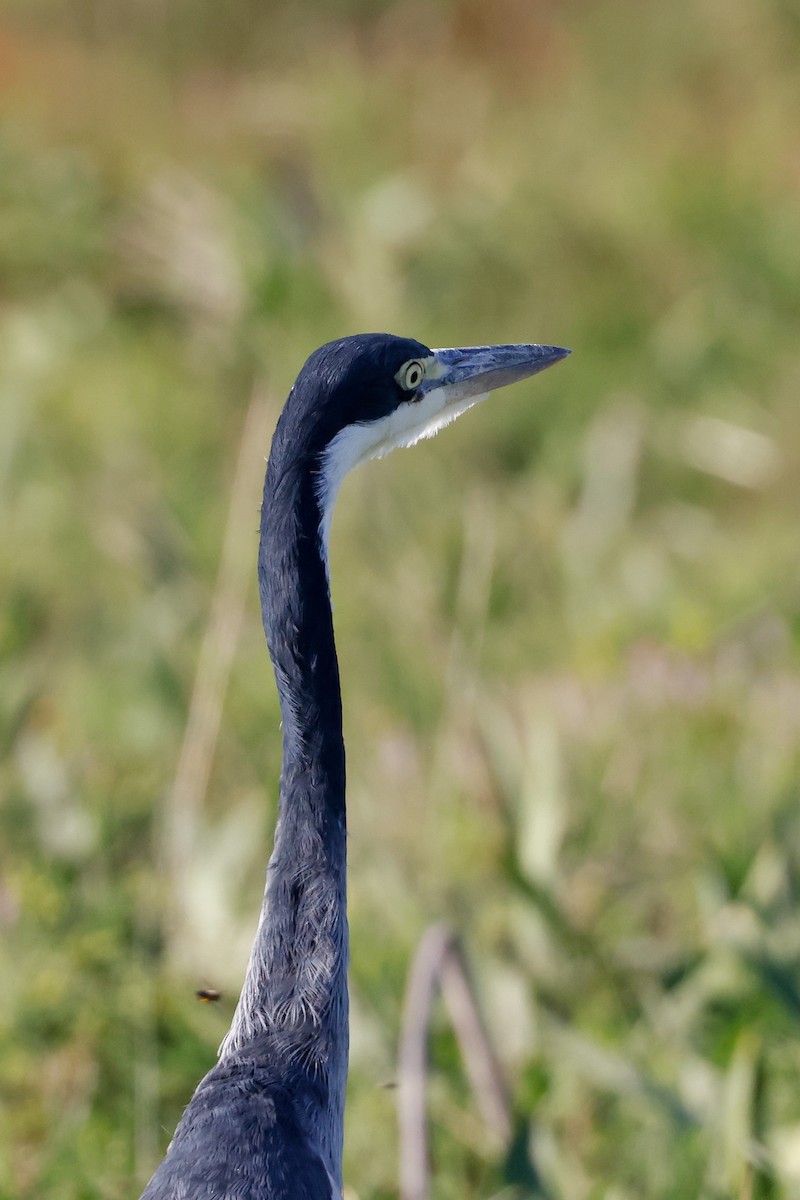 Black-headed Heron - Tommy Pedersen