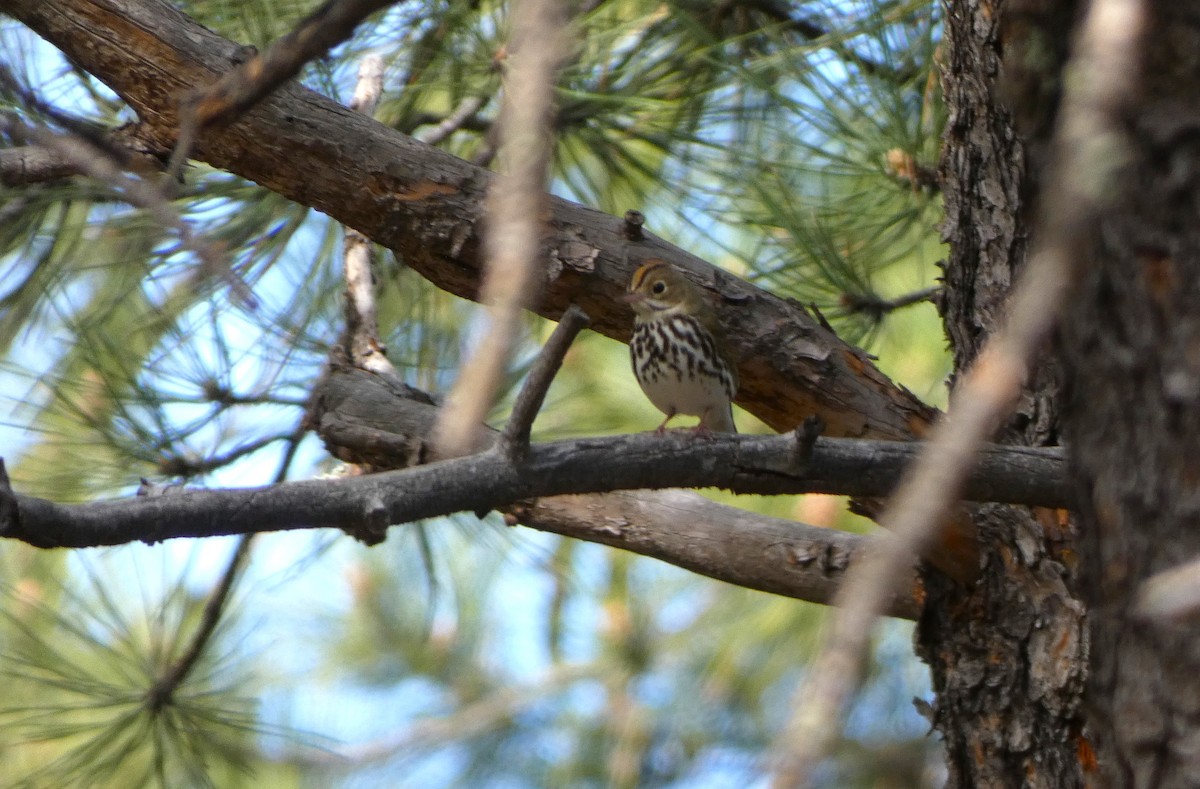 Ovenbird - Jonathan Bookman