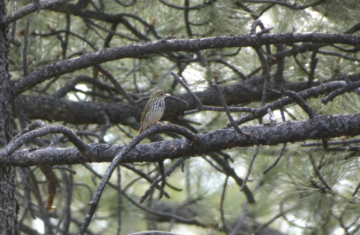 Ovenbird - Jonathan Bookman