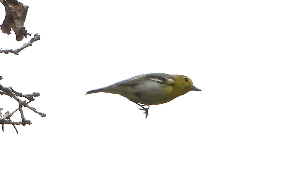 Yellow-throated Vireo - Bonnie Heinecke