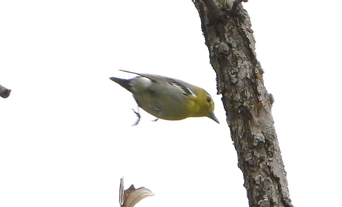 Yellow-throated Vireo - Bonnie Heinecke