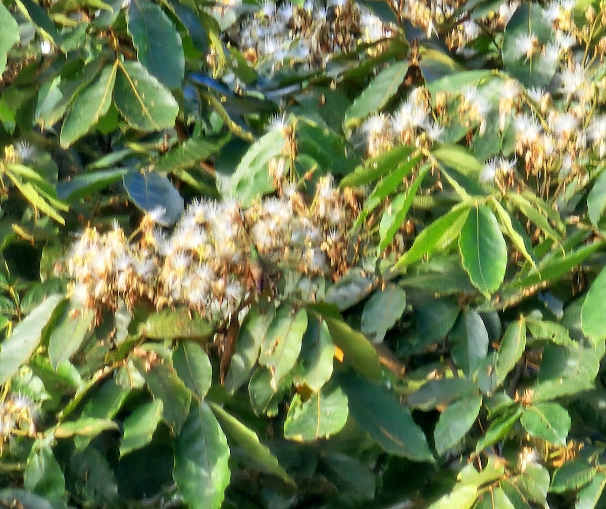 Yeşil Karınlı Kolibri - ML619625382