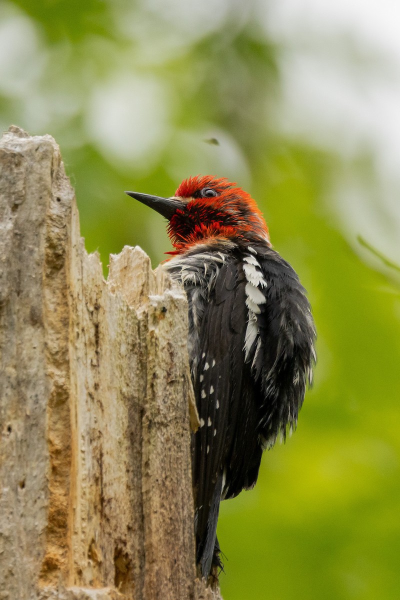 Red-breasted Sapsucker - Gordon Starkebaum