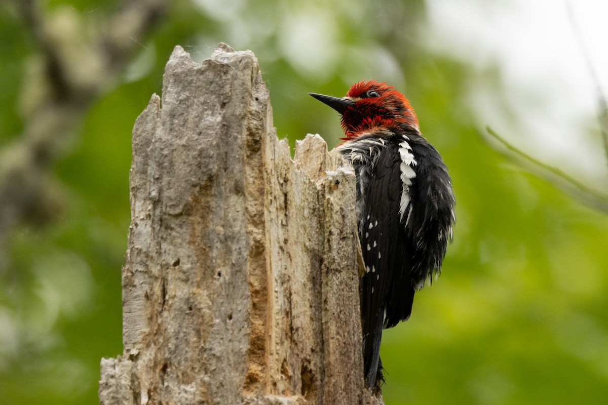 Red-breasted Sapsucker - Gordon Starkebaum