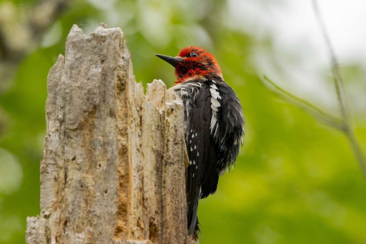 Red-breasted Sapsucker - Gordon Starkebaum