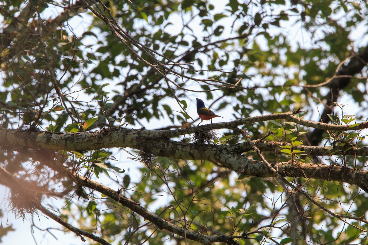 Painted Bunting - ML619625391