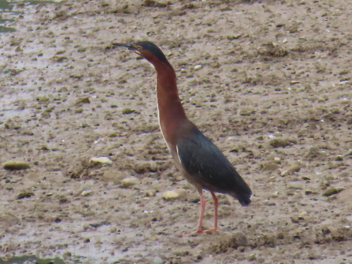 Green Heron - Brian Walker