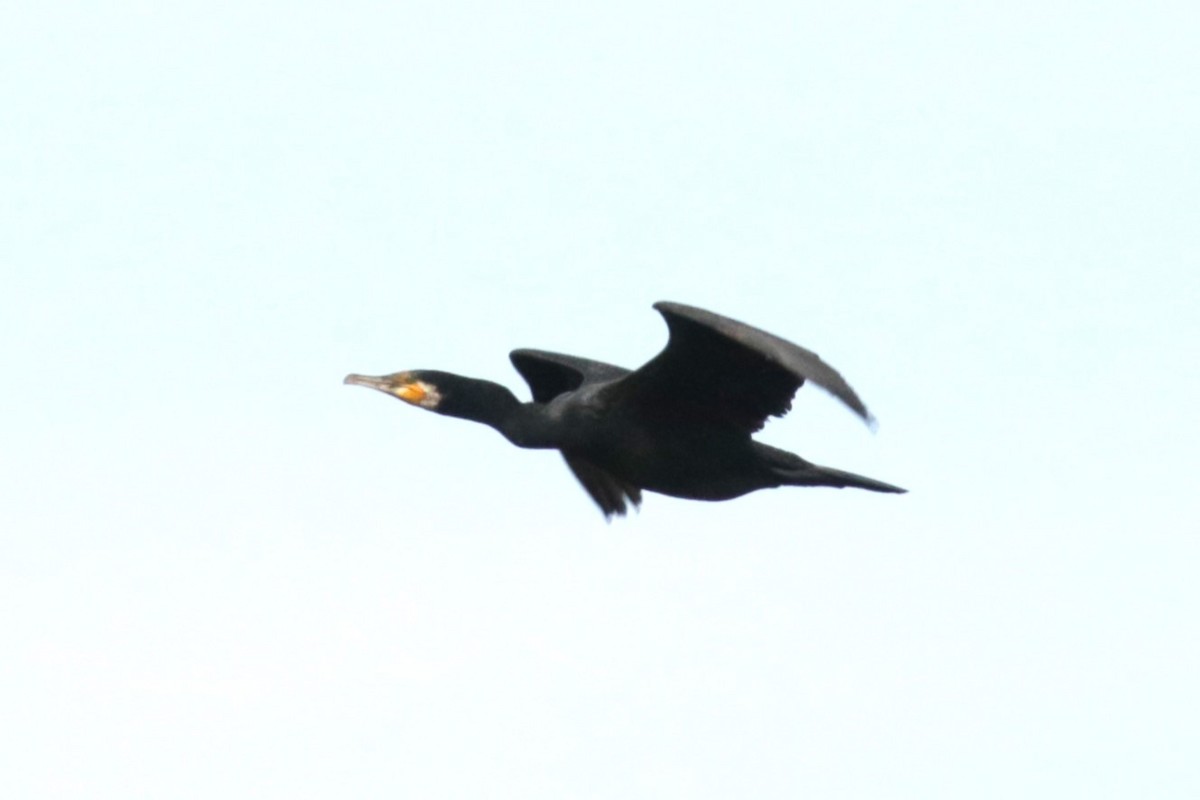 Great Cormorant - Jan Roedolf