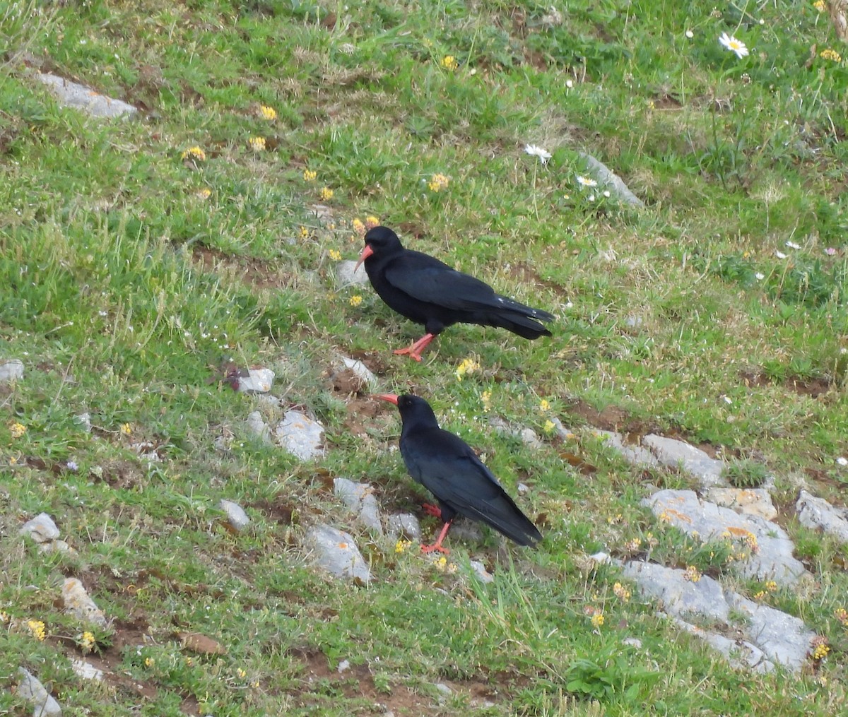 Red-billed Chough - Gerald Moore