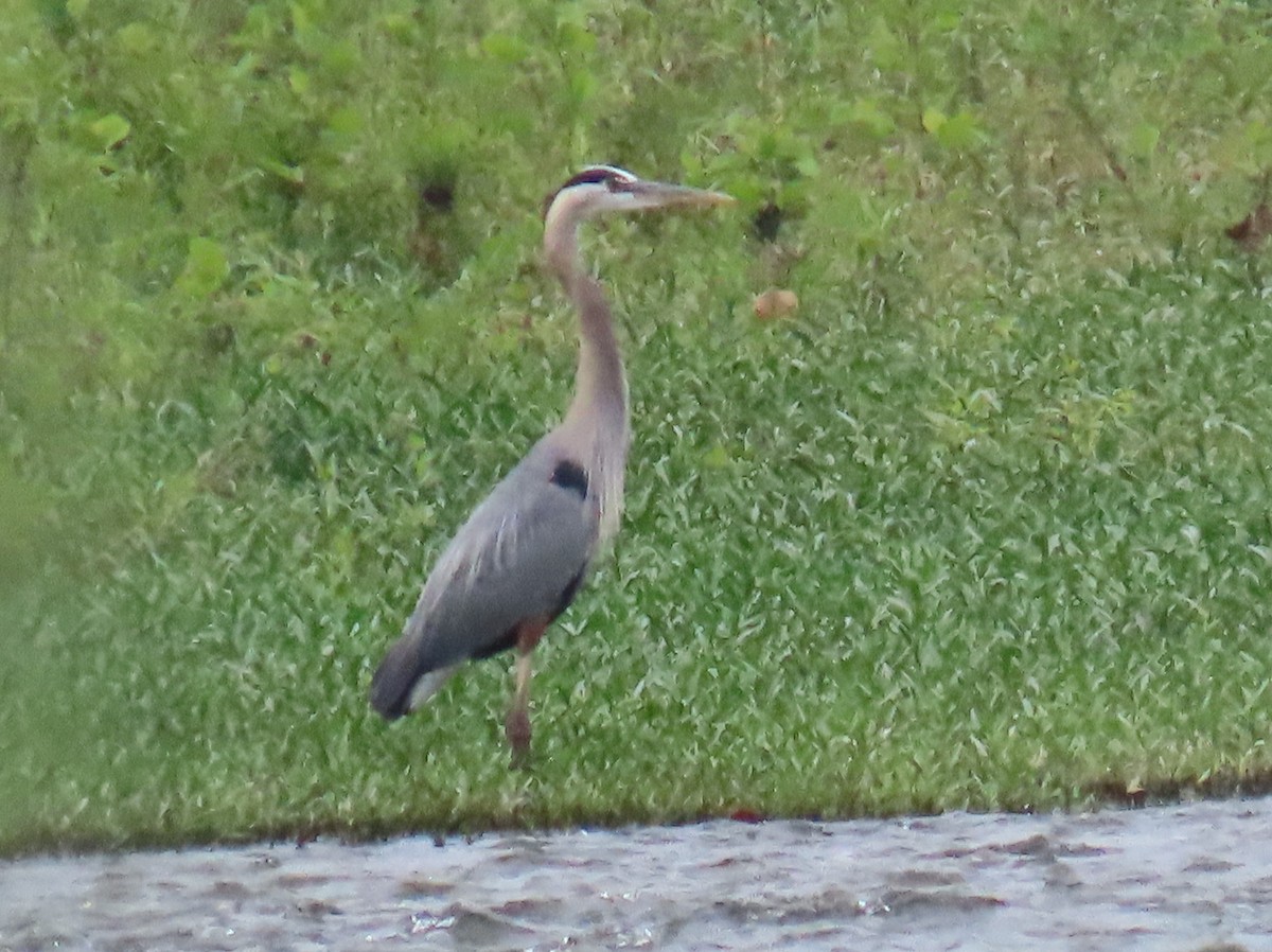 Great Blue Heron - Brian Walker