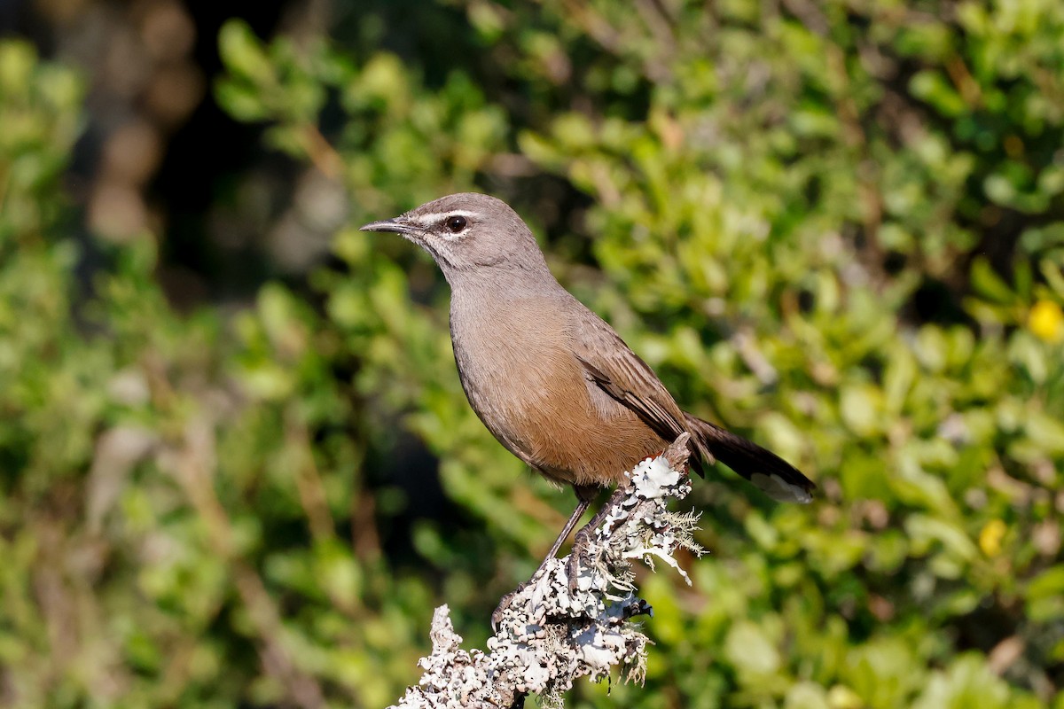 Karoo Scrub-Robin - ML619625416