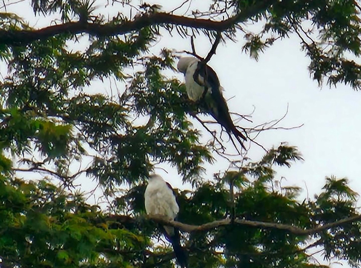 Swallow-tailed Kite - Kevin Cuevas Duran