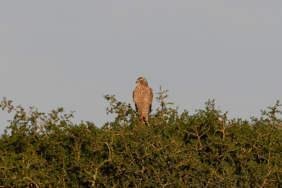 Pale Chanting-Goshawk - ML619625431