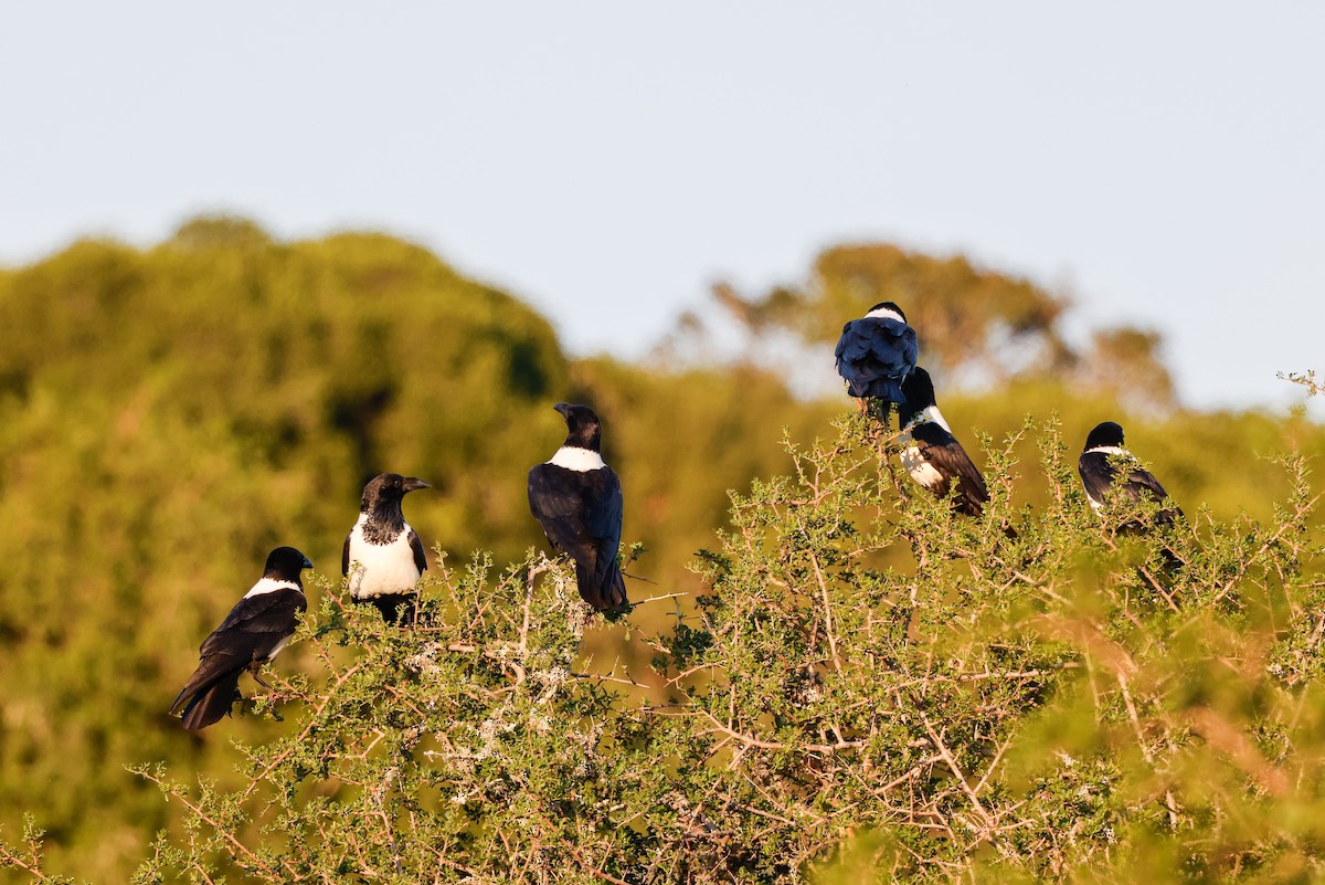 Pied Crow - ML619625439