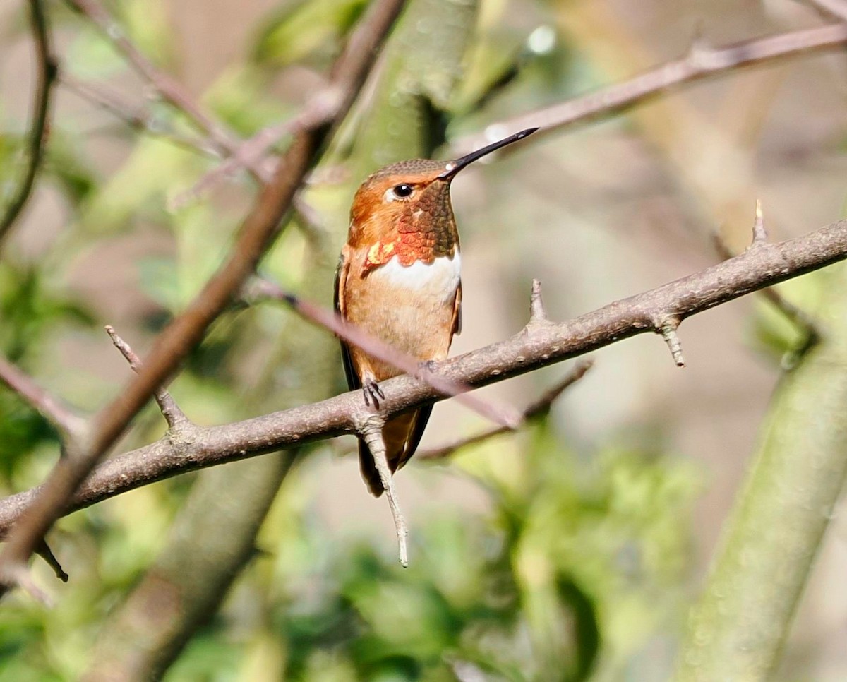 Rufous Hummingbird - Conrad Dark