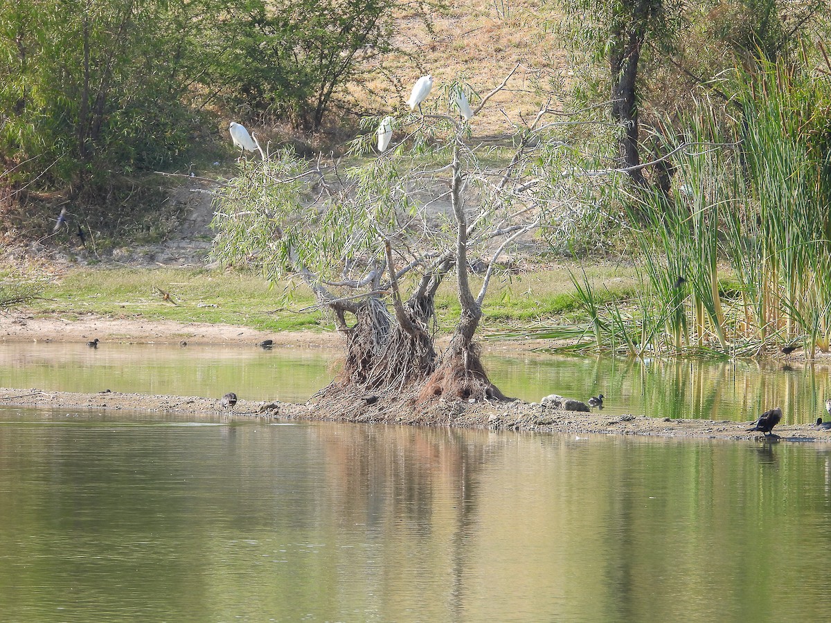 Snowy Egret - ML619625442