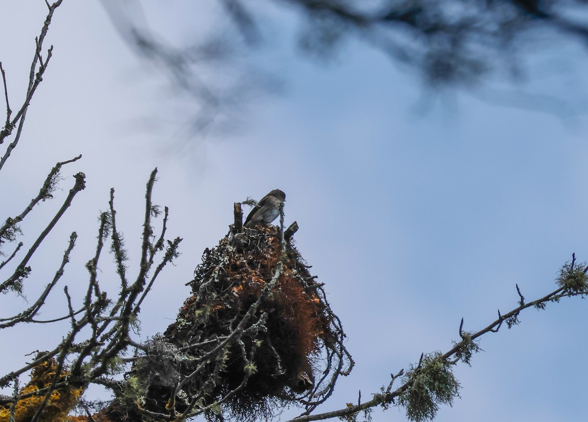 Dark-sided Flycatcher - Peter Crosson