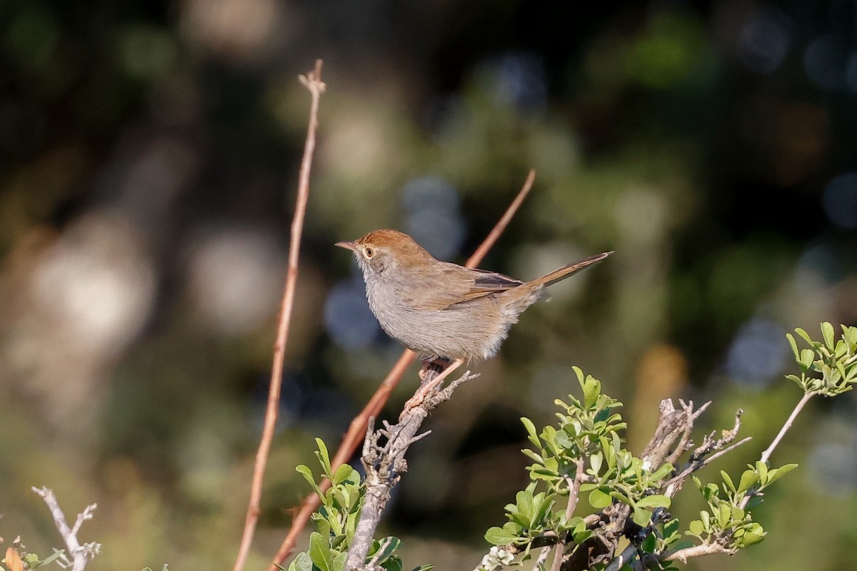 Piping Cisticola - Tommy Pedersen