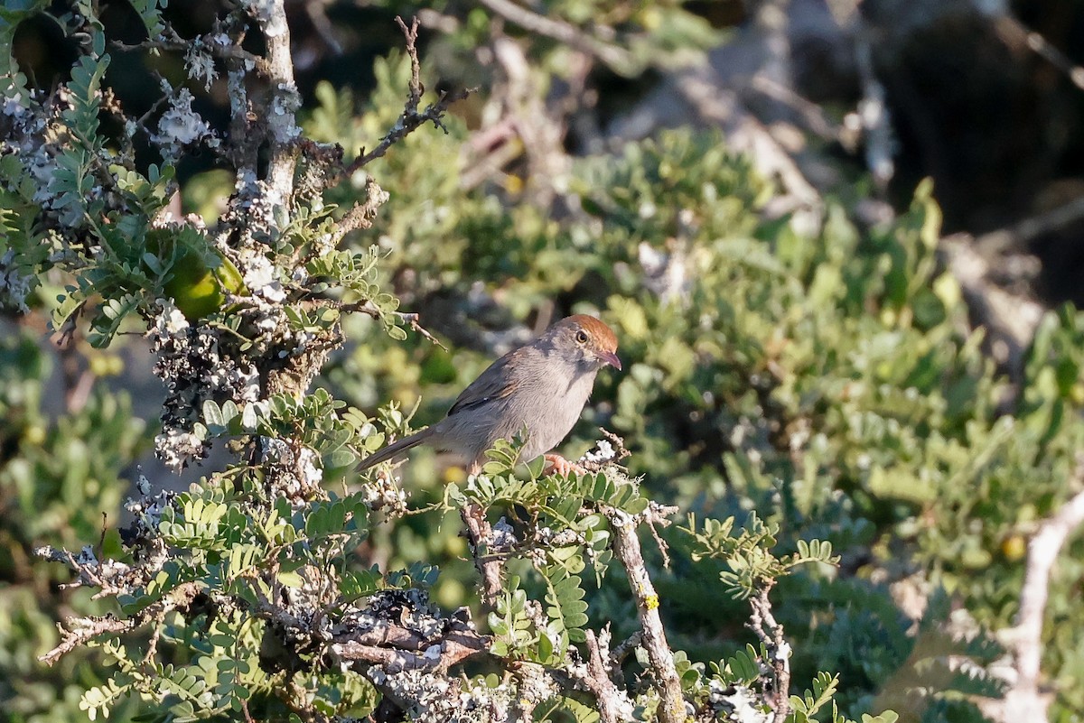 Piping Cisticola - Tommy Pedersen