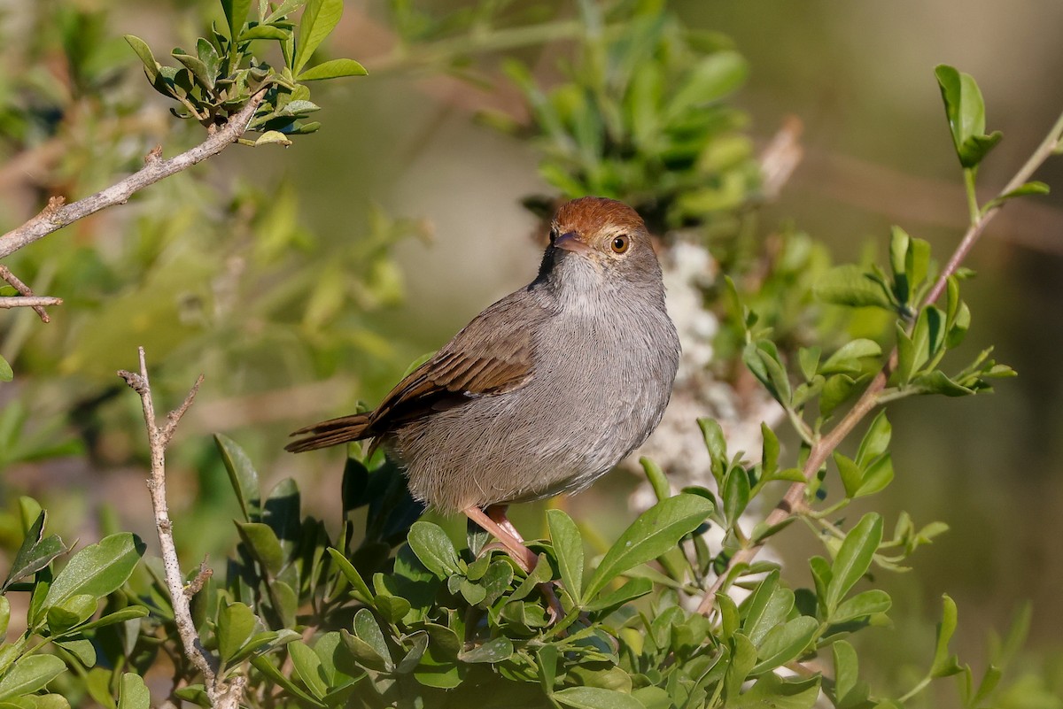 Piping Cisticola - Tommy Pedersen