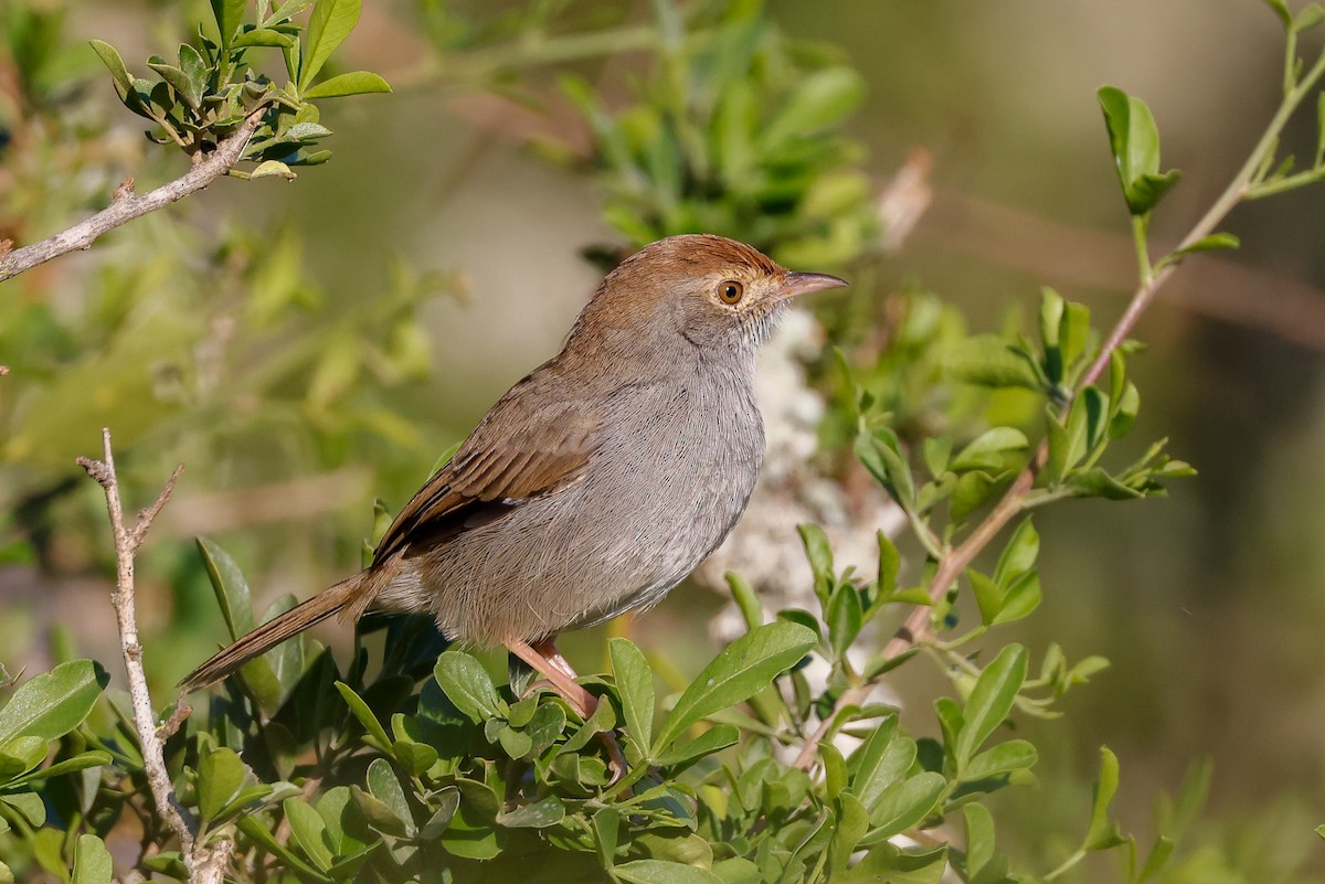 Piping Cisticola - Tommy Pedersen