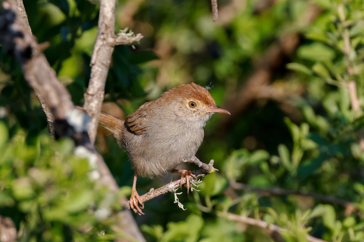 Piping Cisticola - Tommy Pedersen