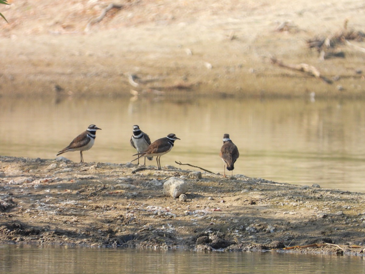 Killdeer - ML619625454