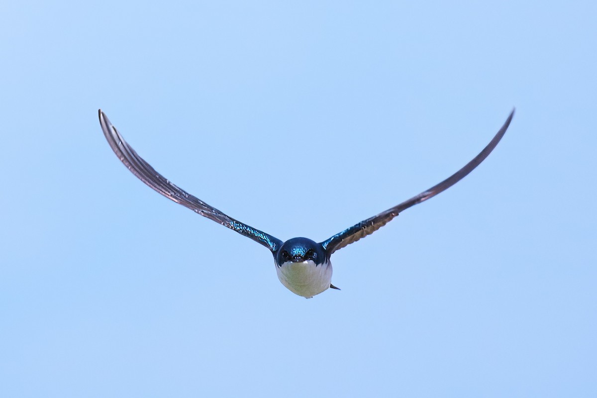 Tree Swallow - Gavin Edmondstone