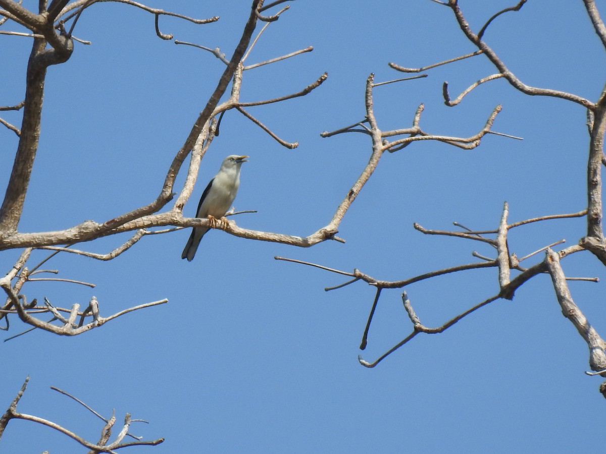 White-headed Starling - Prabhudatta Bal