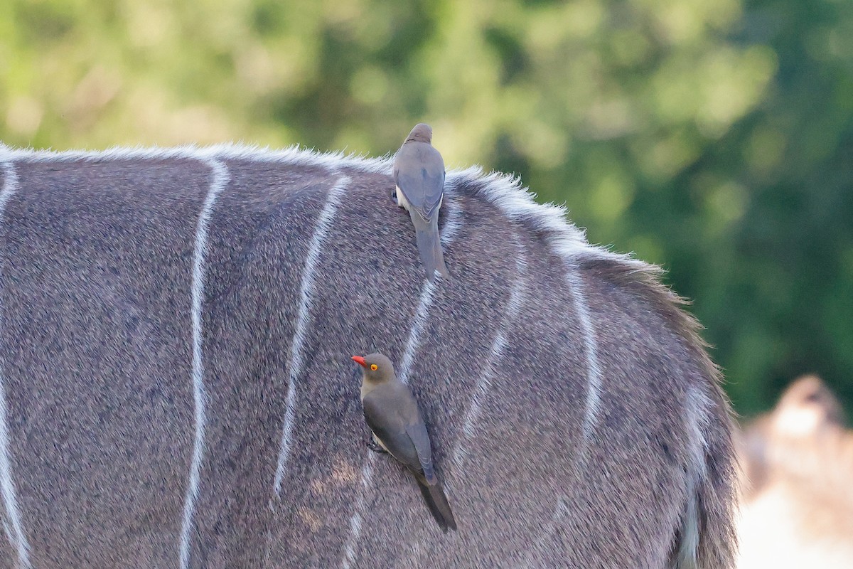 Red-billed Oxpecker - Tommy Pedersen