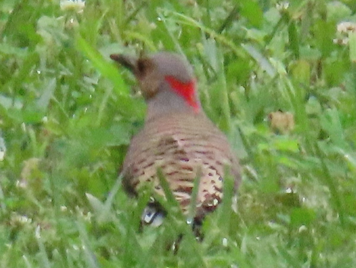 Northern Flicker - Brian Walker