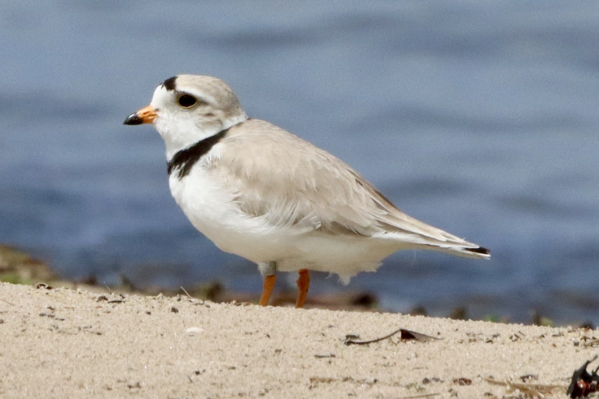 Piping Plover - ML619625475