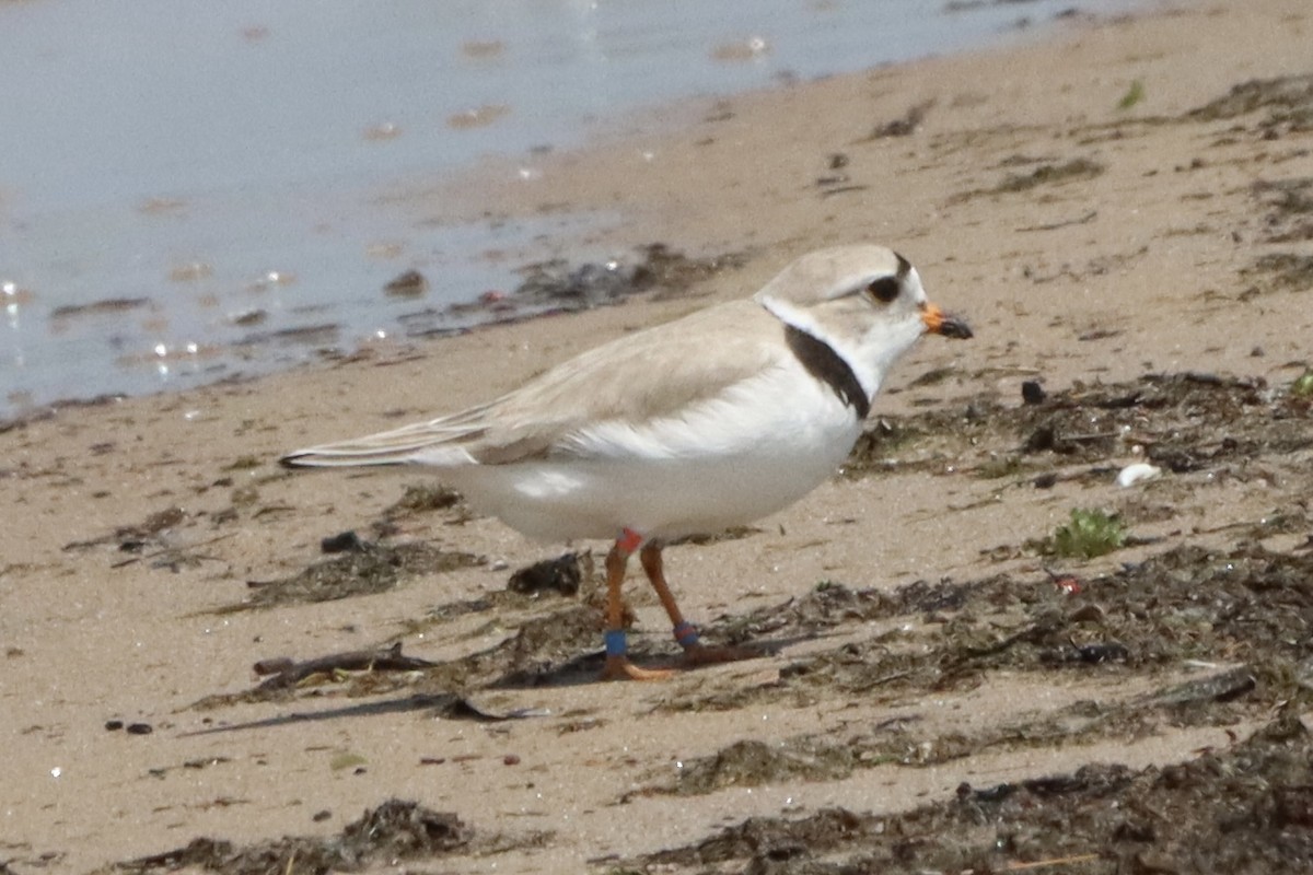 Piping Plover - ML619625476