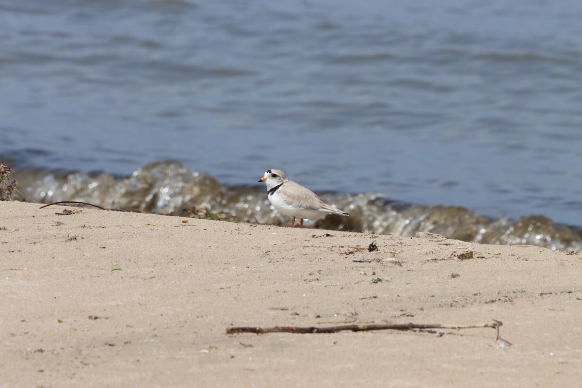 Piping Plover - ML619625477
