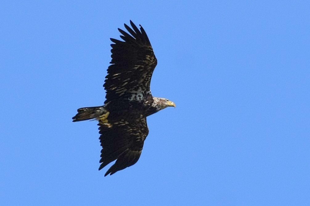 Bald Eagle - Brenda Lindsey